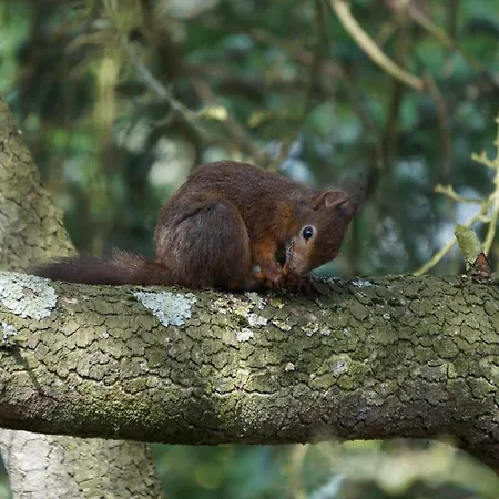 Bannstein アパート ラール